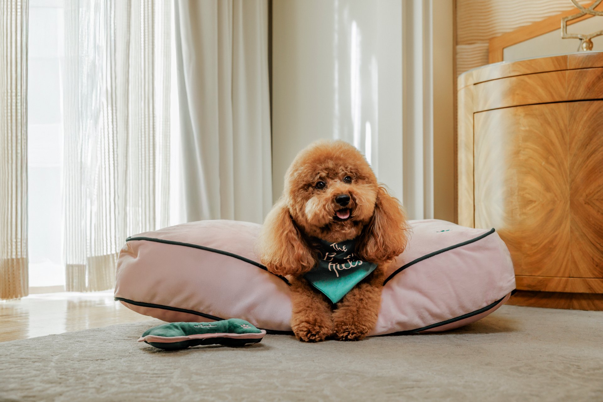 A happy dog resting on a pillow in a cozy, well-lit room with curtains and wooden furniture