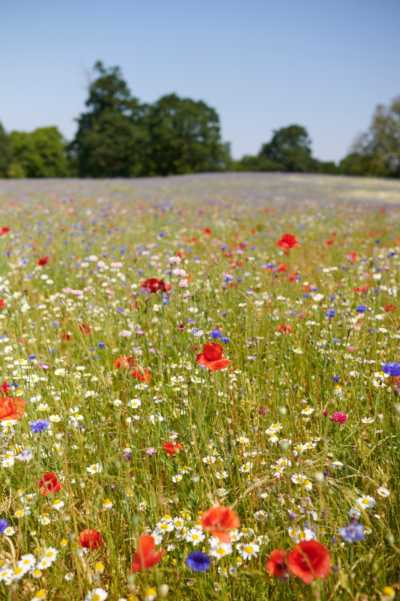 The Meadow at Coworth Park in the Summer