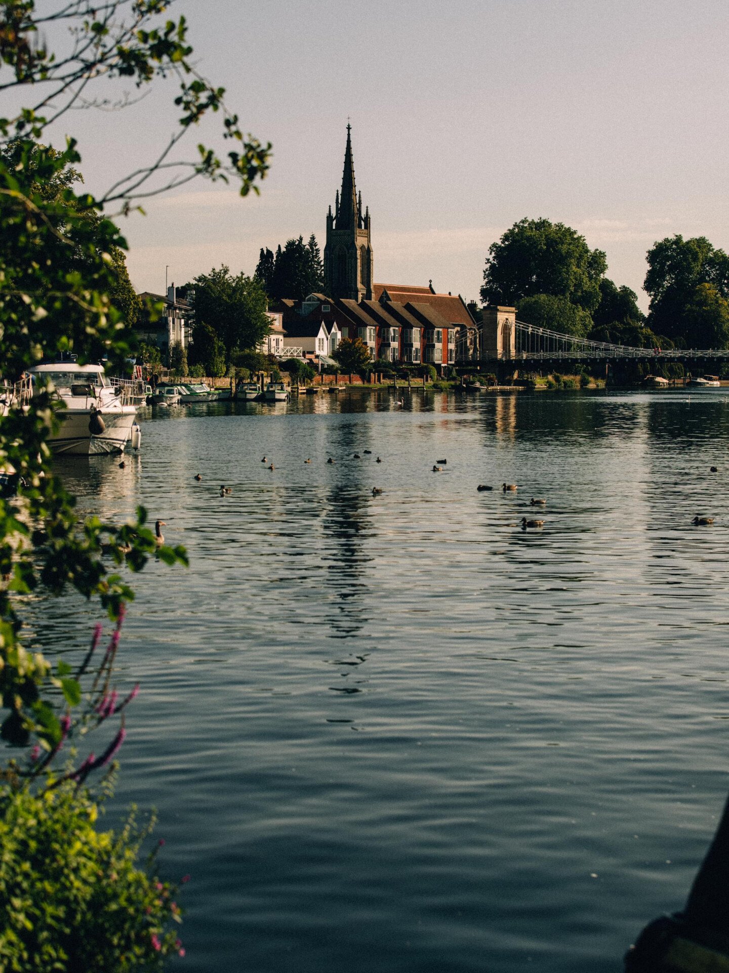 A group of ducks in Ascot Marlow on sunny day