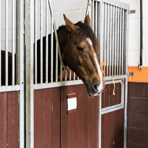Horse looking out from its stable at the equestrian centre at Coworth Park, Ascot