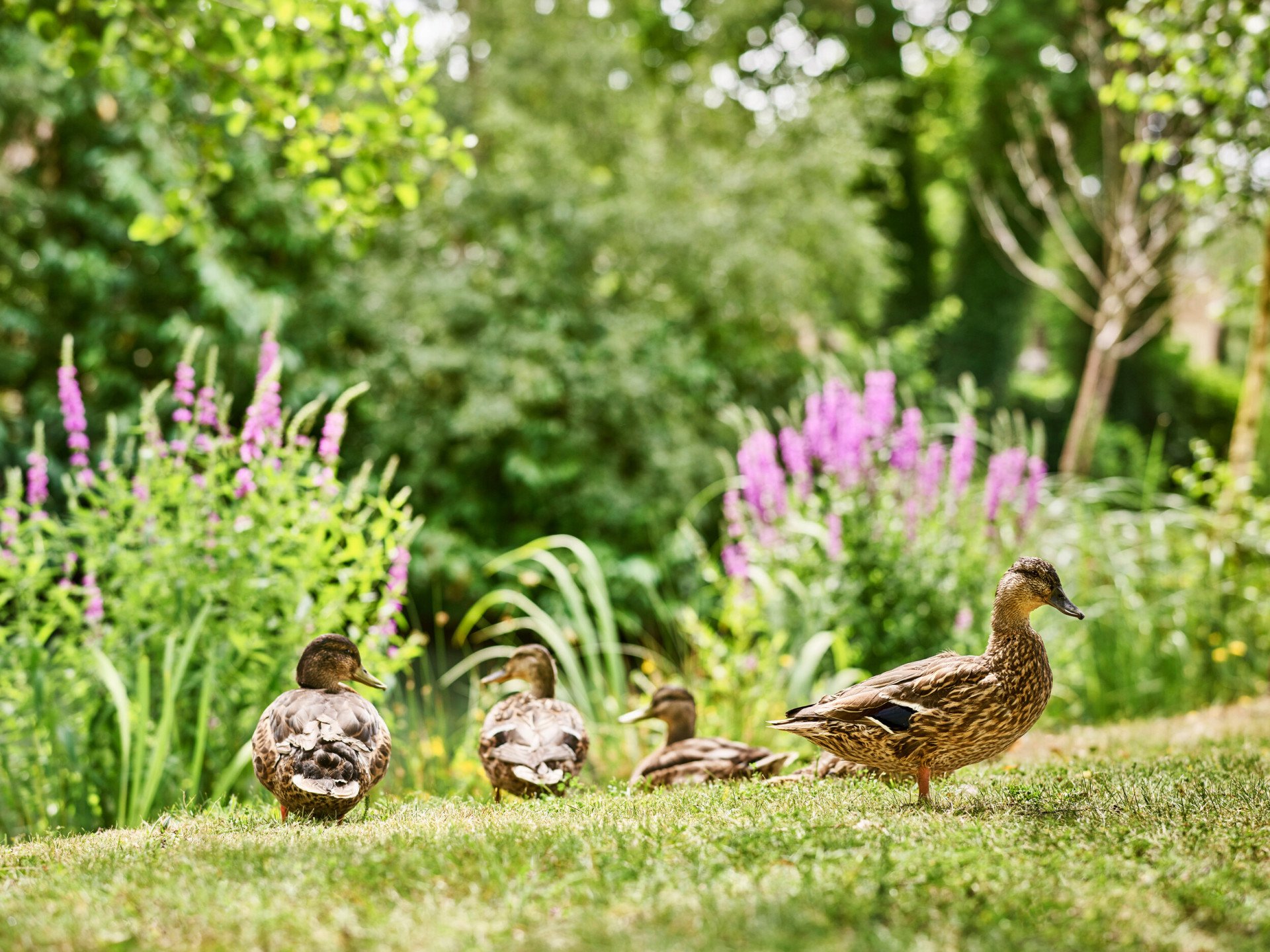 Coworth Park-Dower House-ducks-highres