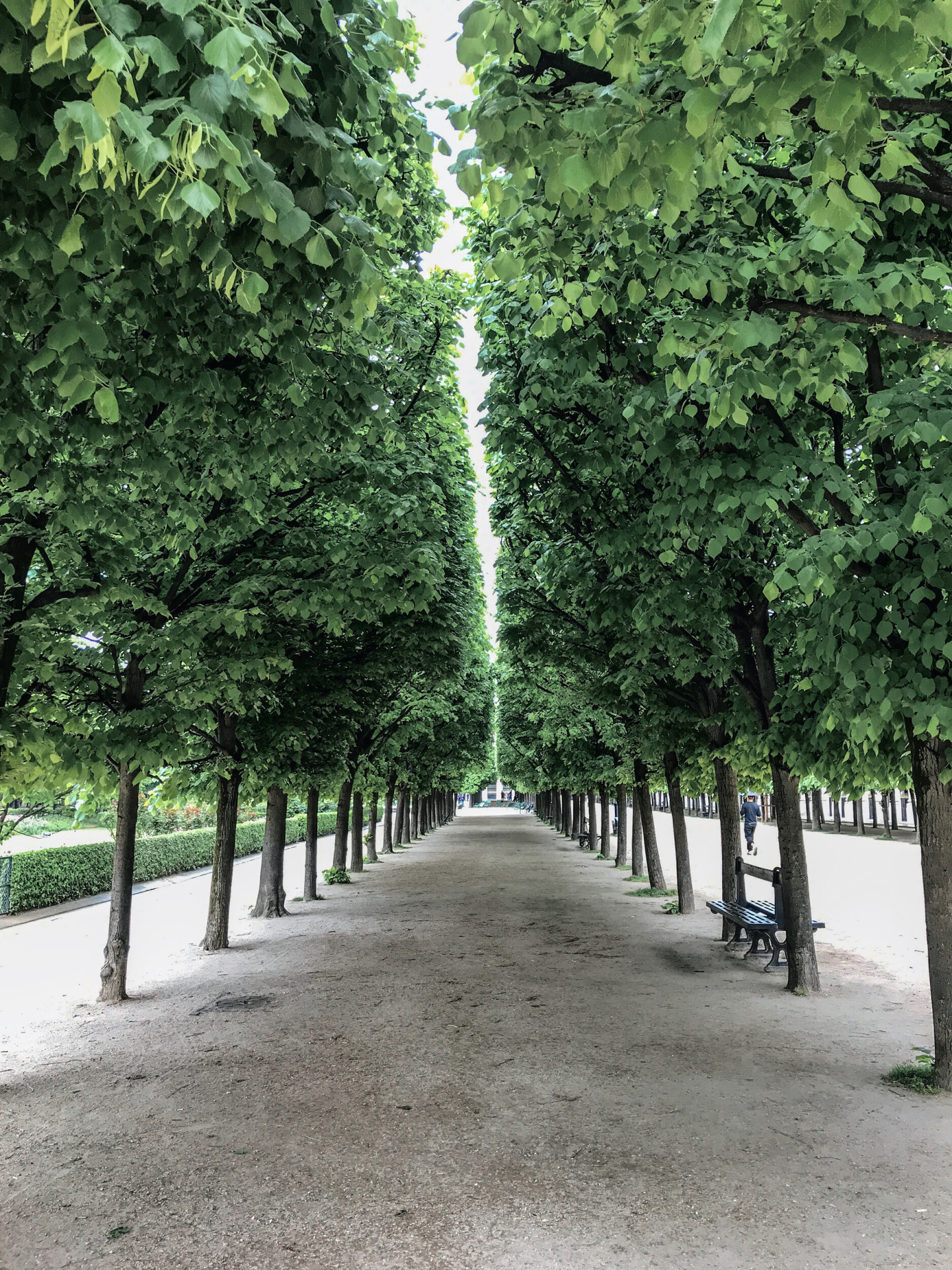 Allée de grands arbres verts dans les jardins du Palais Royal, Paris
