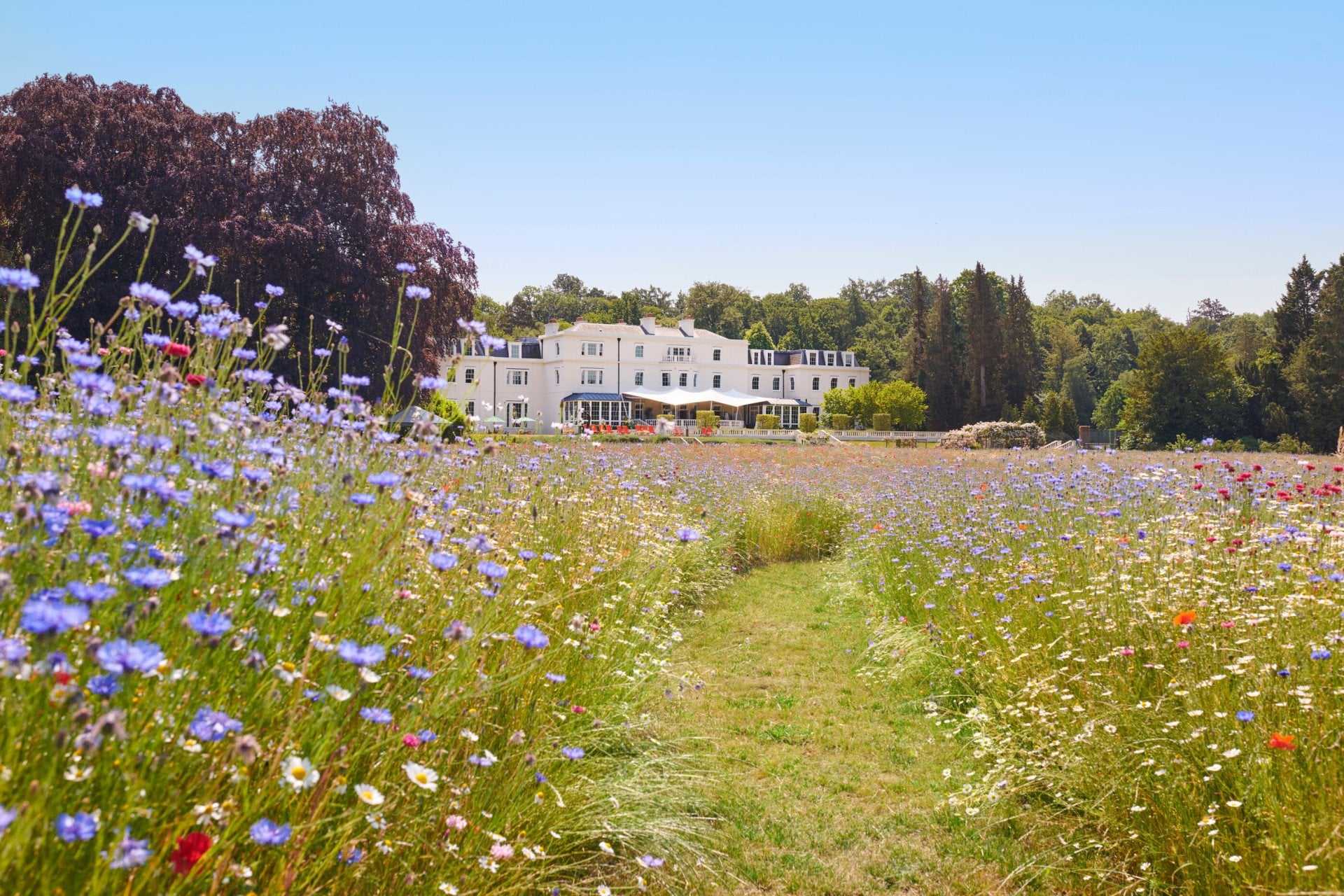 The Meadow at Coworth Park in the Summer