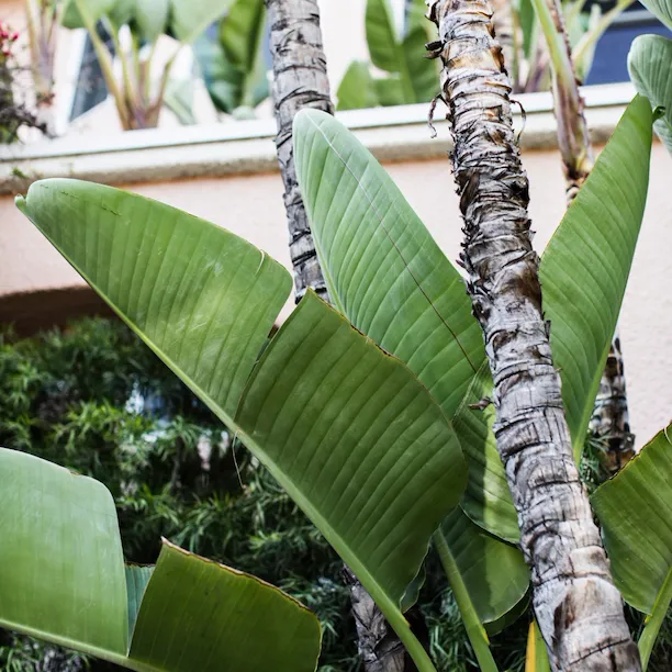 Lush green banana leaves growing in the gardens of The Beverly Hills Hotel in Los Angeles