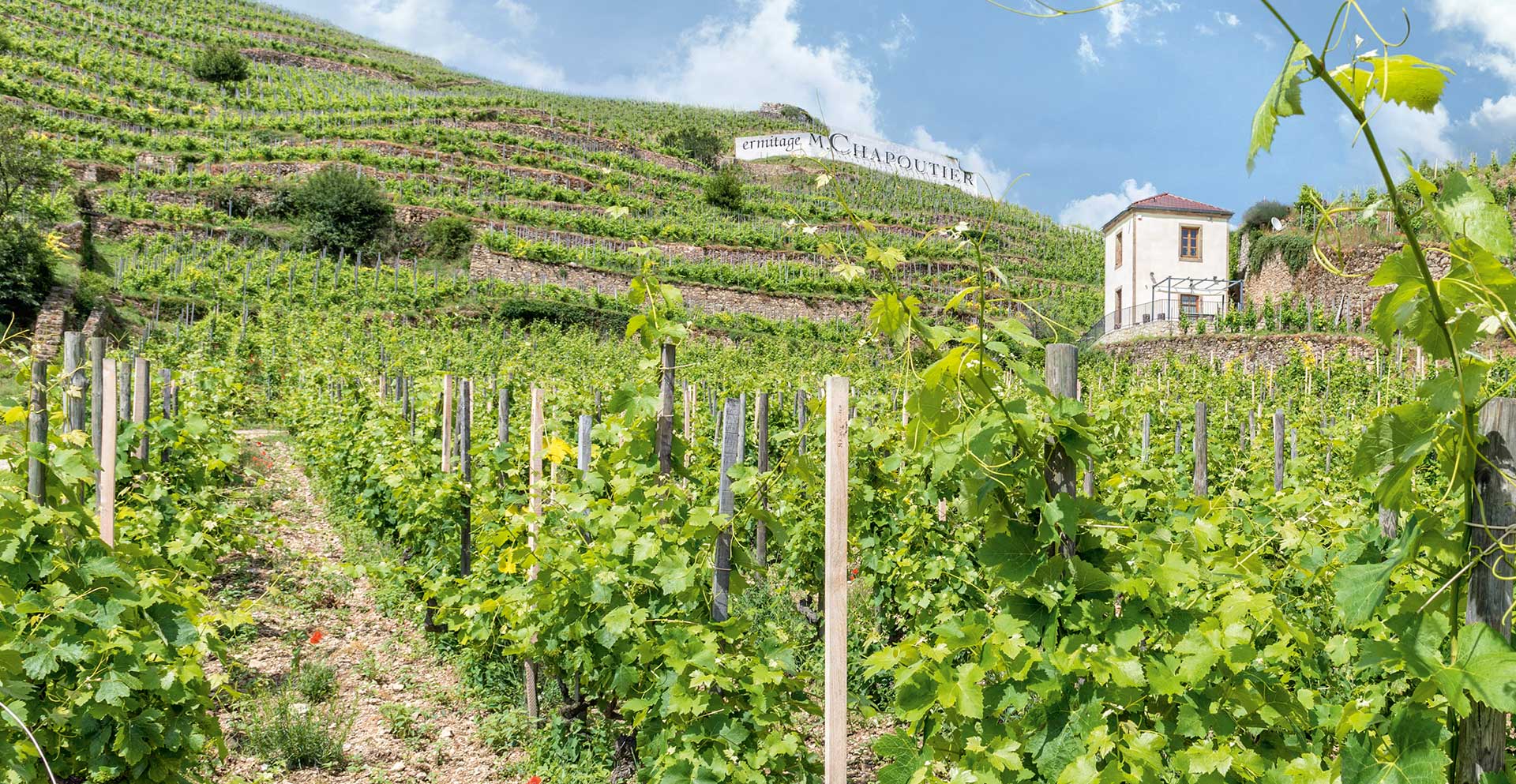 The vineyard of  Maison Chapoutier