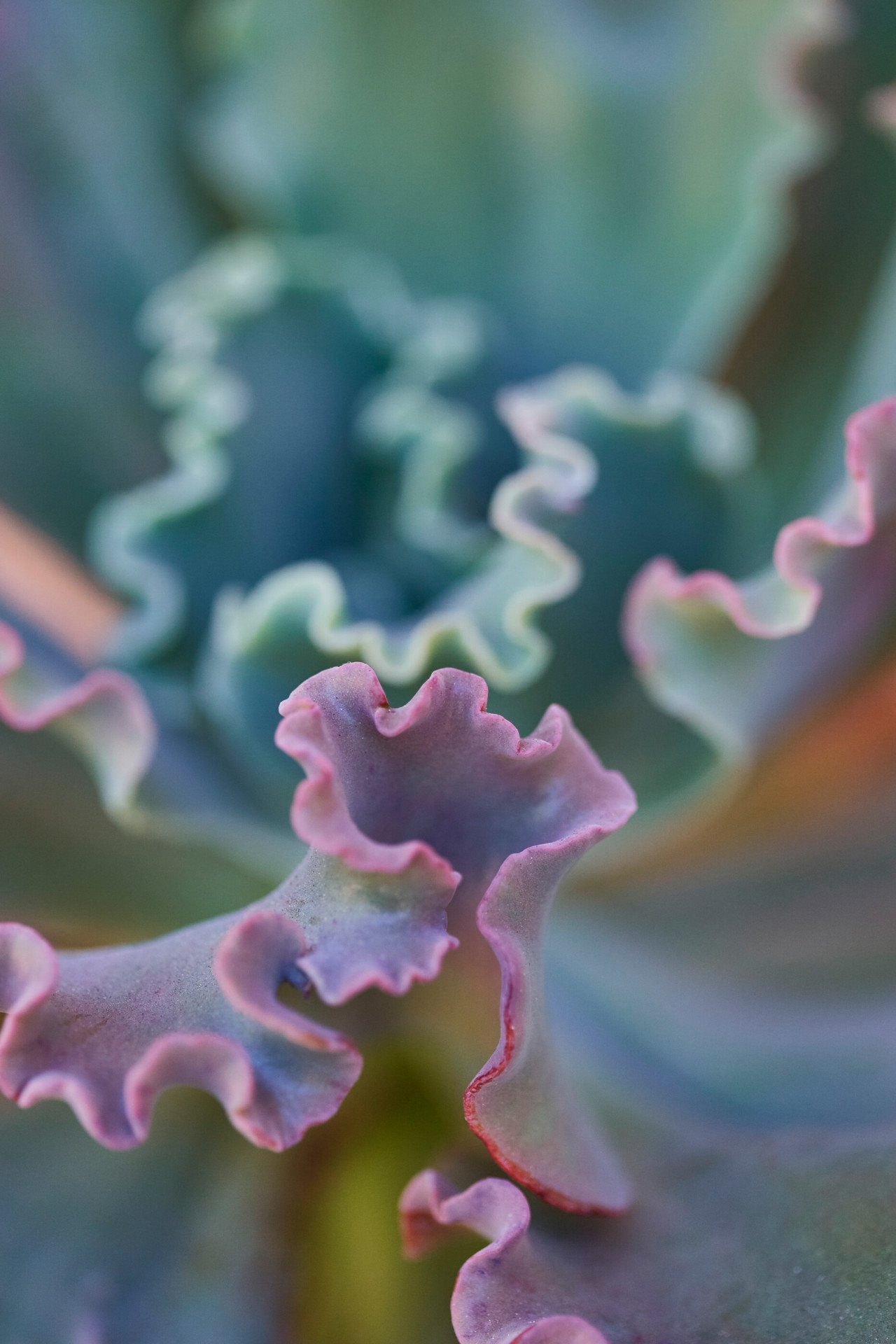 flower details in Deluxe Bungalow Suite at The Beverly Hills Hotel, Los Angeles 