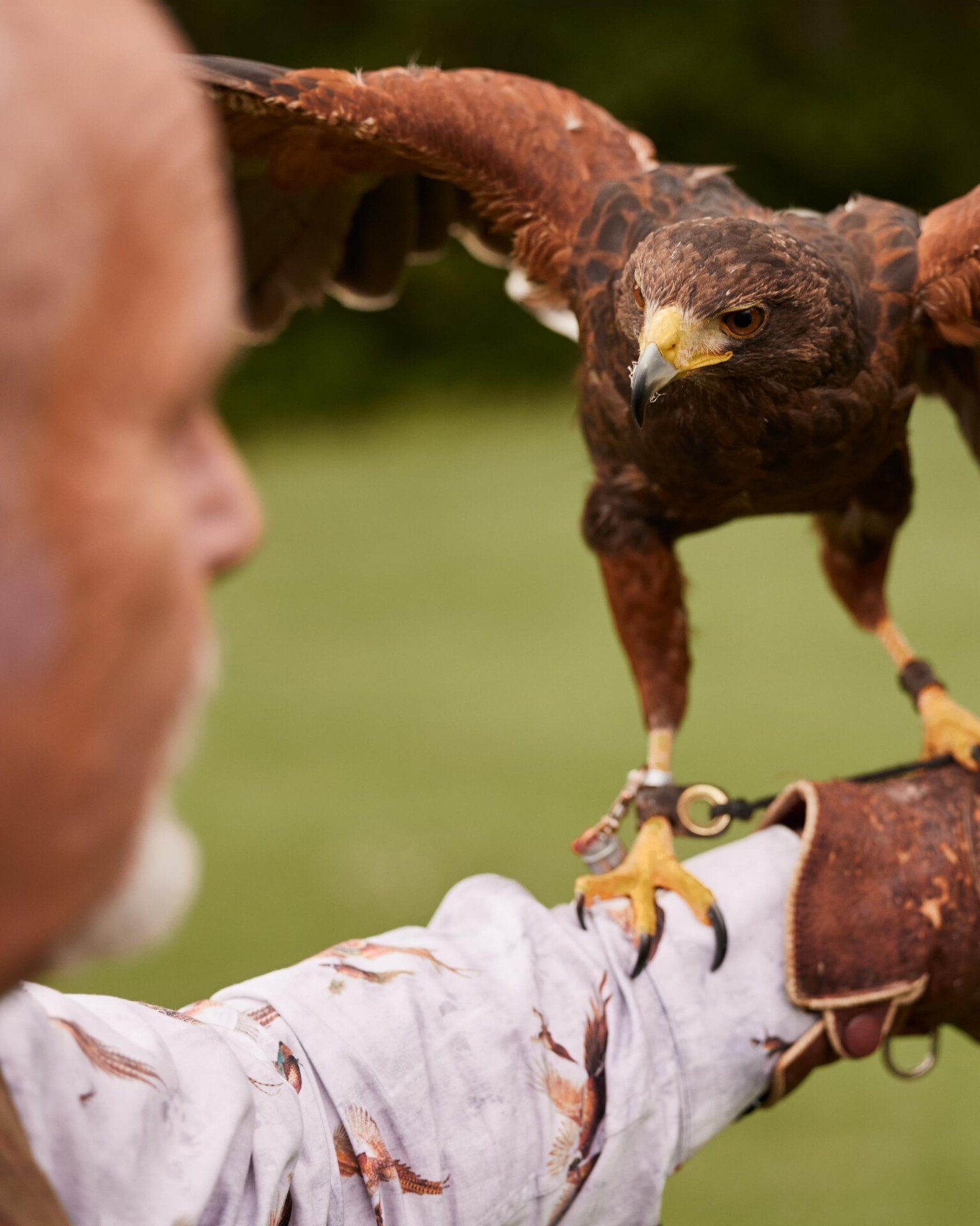 Falconry session at Coworth Park with a family in the meadow