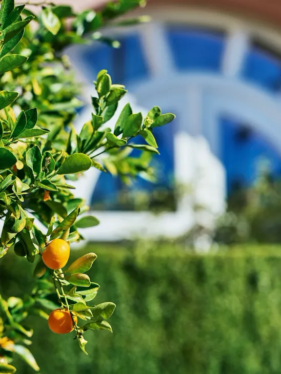 Citrus Garden at The Beverly Hills Hotel