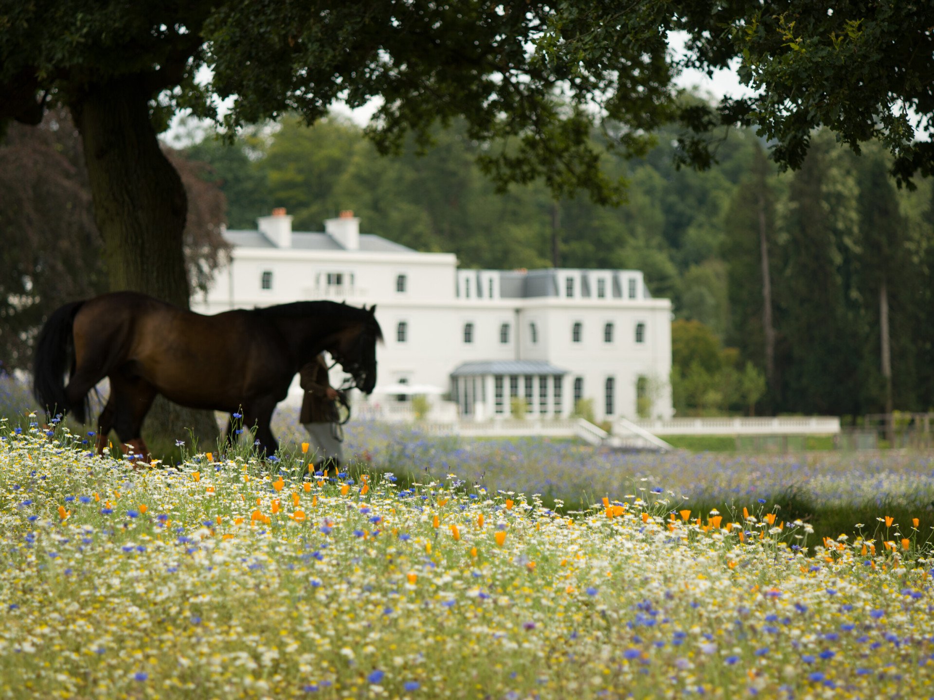 Coworth Park Horses 1