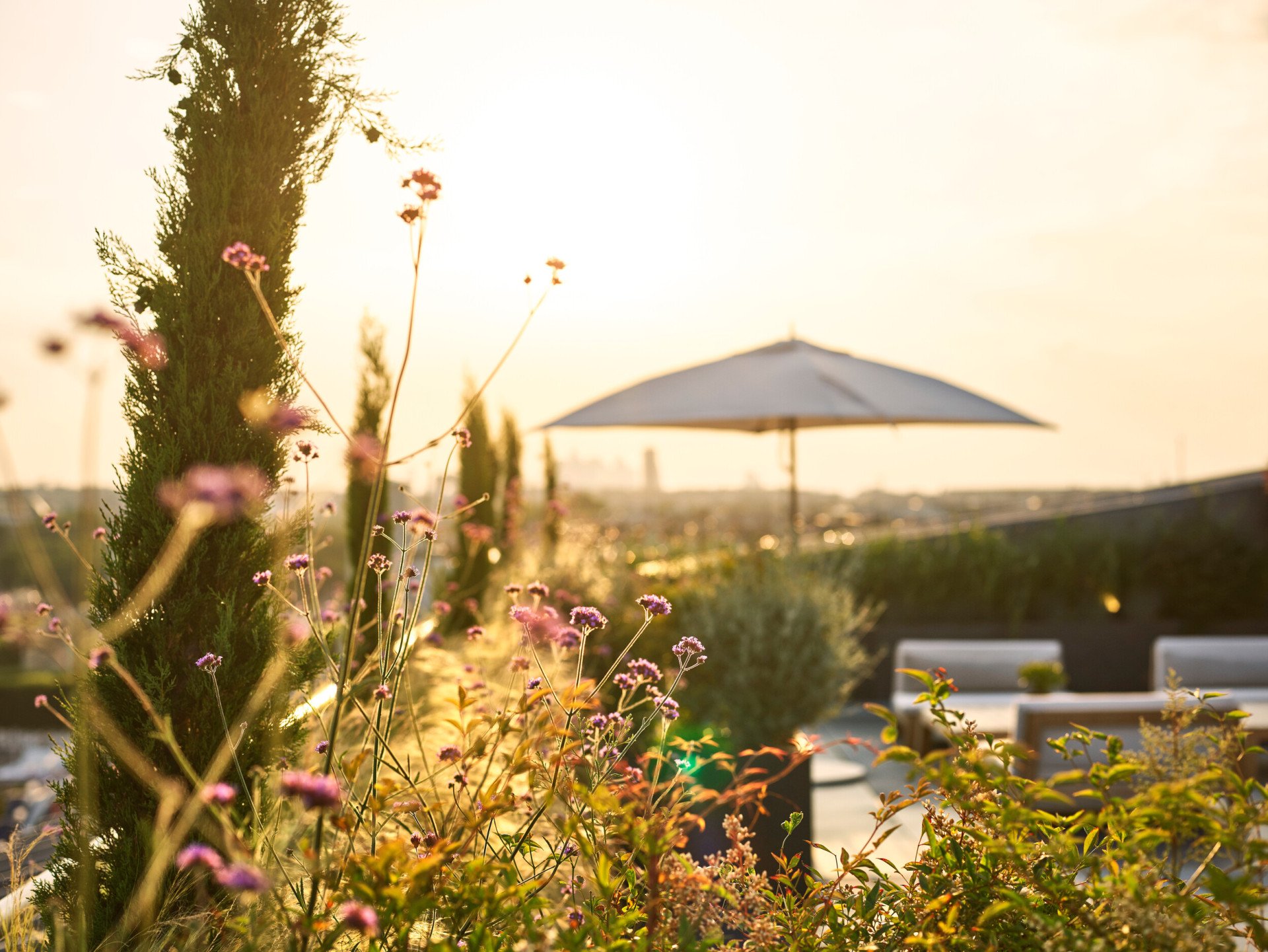 Vue du coucher de soleil avec une lumière douce et dorée illuminant les fleurs roses et la verdure au premier plan. Un grand parapluie ouvert crée une atmosphère sereine.
