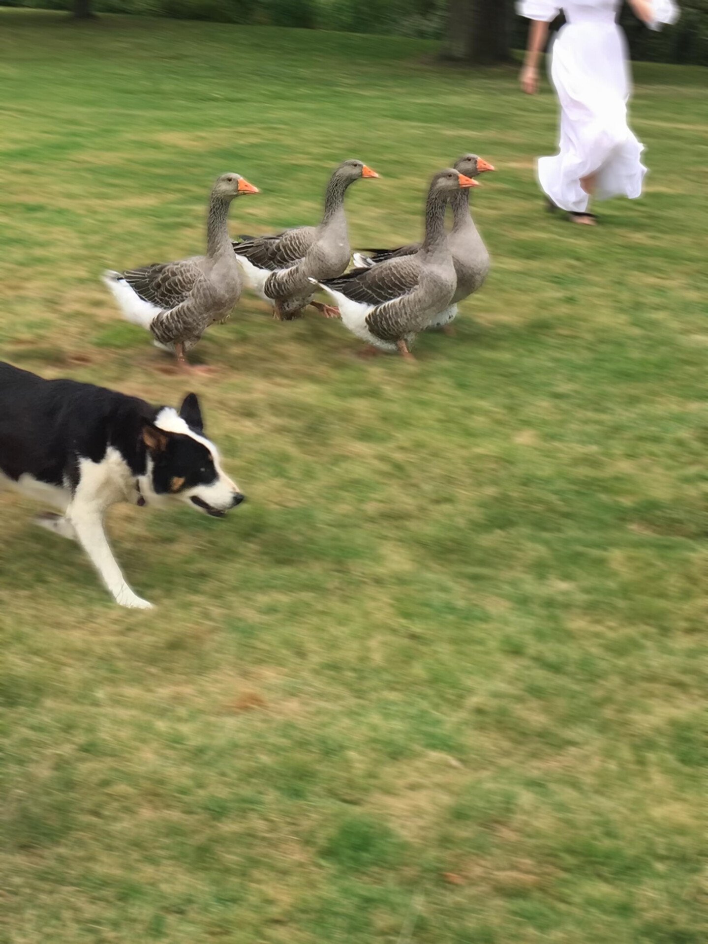 Activities at Coworth Park - sheep dog with ducks 