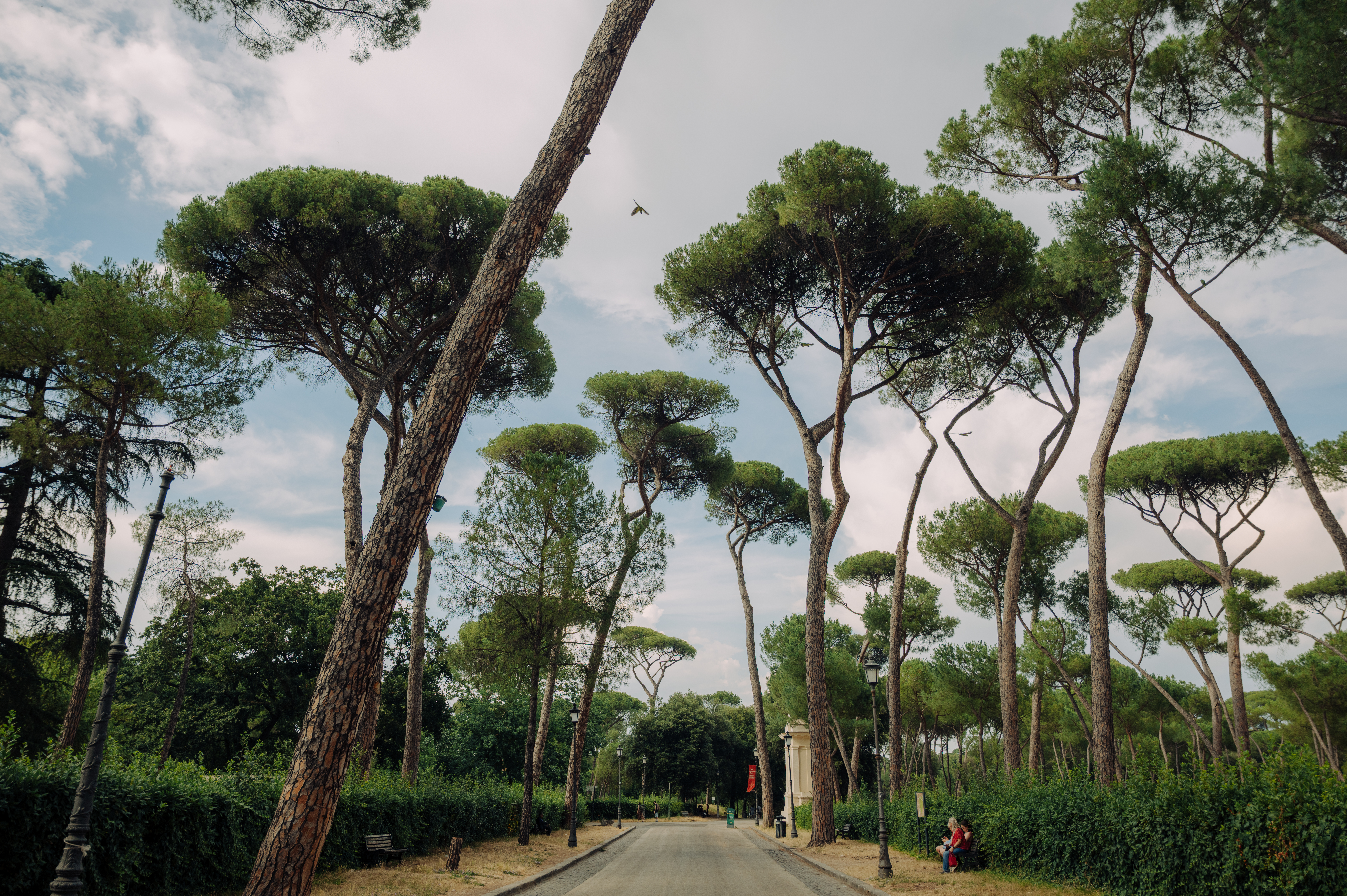 Tree-lined road with tall, umbrella-shaped trees, cloudy sky