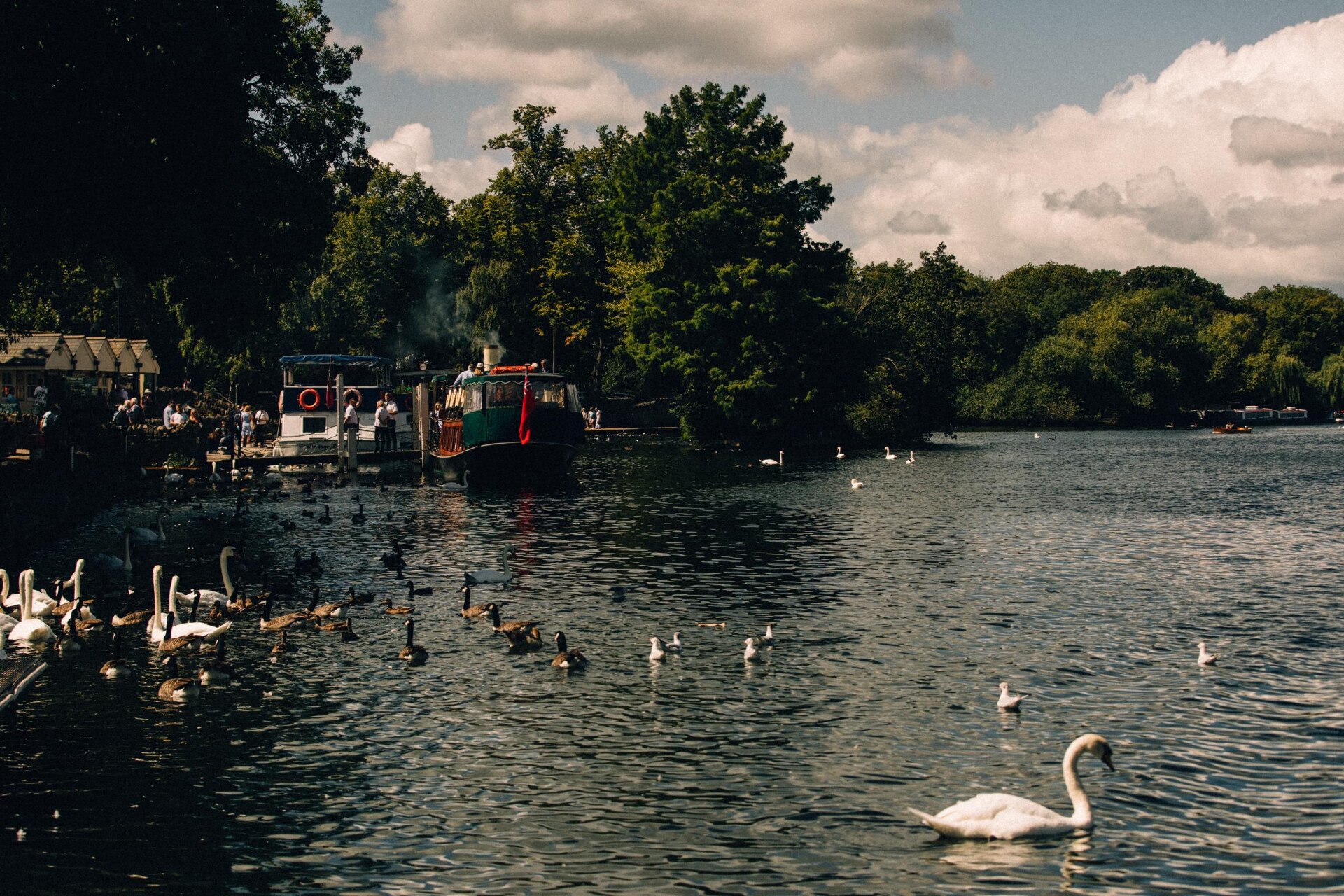 Group of swans and ducks in Eton River, Ascot