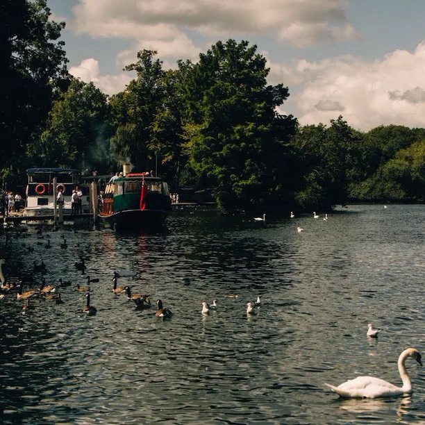 Group of swans and ducks in Eton River, Ascot